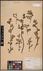 Salix aurita L. x Salix silesiaca Willd.